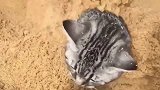埋猫一时爽，洗猫原地炸！