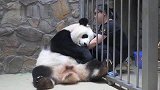熊猫小丫头跟江左梅梅撒娇，都快被融化了