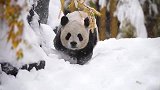 天降大雪！大熊猫的生活又多姿多彩了