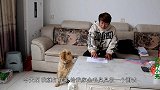小伙准备了两张纸，一边是女朋友一边是单身狗，看金毛会选哪个？