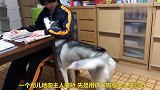 会卖萌撒娇的狗狗，待遇就是不一样