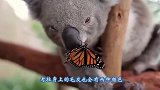 小考拉误把狗狗当成自己妈妈，向妈妈撒娇呢，趴在它背上不肯下来