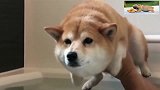 柴犬也太可爱了，学习游泳，小腿扑腾扑腾的萌死人