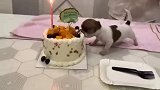 主人给狗狗过生日，这汪汪版的生日快乐歌你听过吗