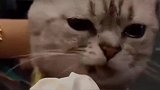 猫咪：这是不是给我的补偿，不过我有点生气