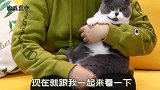 主人用遥控车装零食捉弄猫，每次快吃到就开车走，喵气得当场砸车