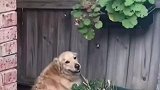 狗子快过来啊，有好看的！