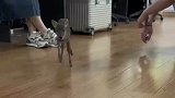 领养的可爱小鹿，开始学会走路了