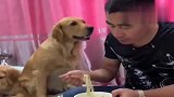 金毛豆豆让主人给孩子吃面条，主人不愿意，结果它的做法搞笑了！