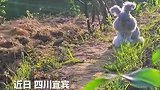 治愈一幕！阳光下的安哥拉兔，仿佛从童话里蹦出来，网友：第一眼还以为是玩偶！