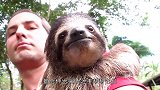 急性子的喜鹊遇上慢性子的刺猬，下一秒喜鹊的动作，看一次笑一次