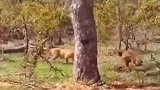 豹桂兰出息了，抢完王思掏的猎物就上树