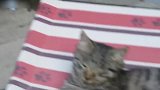 草地上玩耍的猫咪，看这呆萌的姿势，真是想偷回家！