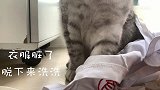 B站唯一一只会做家务的猫