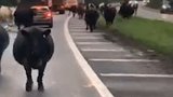 英国：一司机拍下一场街头“奇遇” 牛群在公路上逆行狂奔