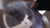 猫身上的神奇小开关，据说没养猫的人都不知道
