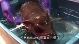 给龙猫洗澡就像沙尘暴来袭，一阵翻滚之后，隔着屏幕都感觉呛得慌