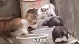 最嚣张的耗子，敢跟猫抢吃的，这胆真肥！
