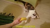 主人拿香蕉让猫咪吃，猫咪：我不吃香蕉