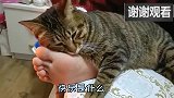 狸花猫不愧是我喜欢的味道！