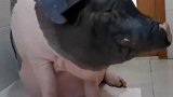 这就是闺蜜养的宠物猪，眼前这一幕，原谅我不厚道地笑了