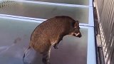 小野猪迷路闯进景区，不料爬上了玻璃栈道，结局太搞笑了！