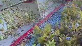 采摘蓝莓快又干净