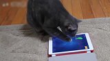 猫咪抓平板电脑上的老鼠，没想到它抓的还挺准的！