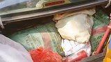 山东一网友的父母从老家开车来看自己时，前后座和行李箱都塞满了蔬菜和肉类。网友：恨不得把家都搬来