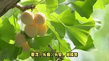 路边的银杏果可以吃吗？你需要知道的真相！