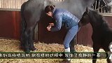 女子想挤点马奶喝，小马驹不乐意了，接下来的举动笑到停不下来
