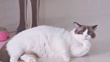 猫 吓的手手都不吃了 星探家