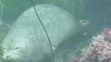 网友在潜水时，偶遇了一只在睡梦中随波逐流的海豹