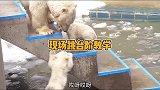 北极熊妈妈的现场教学，差点把孩子淹死