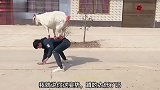 羊：大哥你怎个姿势，是在侮辱我吗？