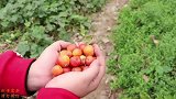 胖虎和冬冬吃野果产生幻觉，错把欢欢当榴莲，小朋友不能学习哦