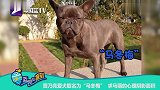 贾乃亮微博晒自家狗狗日常,称爱犬名字为“马冬梅”