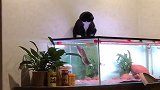 猫咪和鱼打架，没想到竟吓成这样，真是太怂了！