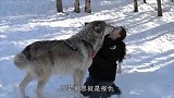 狼被小姐姐一顿蹂躏，说好的狼性呢，你还不如只哈士奇
