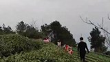 搞笑视频：逛茶园了！