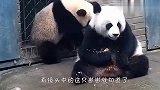 当熊猫妈妈吃东西时，母爱算个啥？场面笑爆了