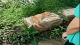 猫咪跟着主人上山玩，累的趴在篮子里，太可爱了