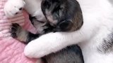 看我家猫咪好稀罕好狗狗