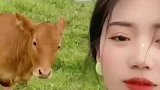一女子放牛时自拍，小牛见状过来撒娇卖萌