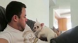 主人冲着斗牛犬吹气，小脾气一点就着，好凶哦