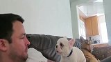 主人冲着斗牛犬吹气，小脾气一点就着，好凶哦