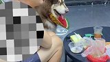 爸宝狗，陪着粑粑一起看球