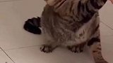 来人！有人要害本喵！