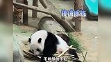 世界上最干净的大熊猫《马来西亚的大熊猫》