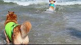 夏天就是要跟最好的朋友一起去海边玩呀！萌宠出道计划 带着狗狗去旅行 金毛 柯基